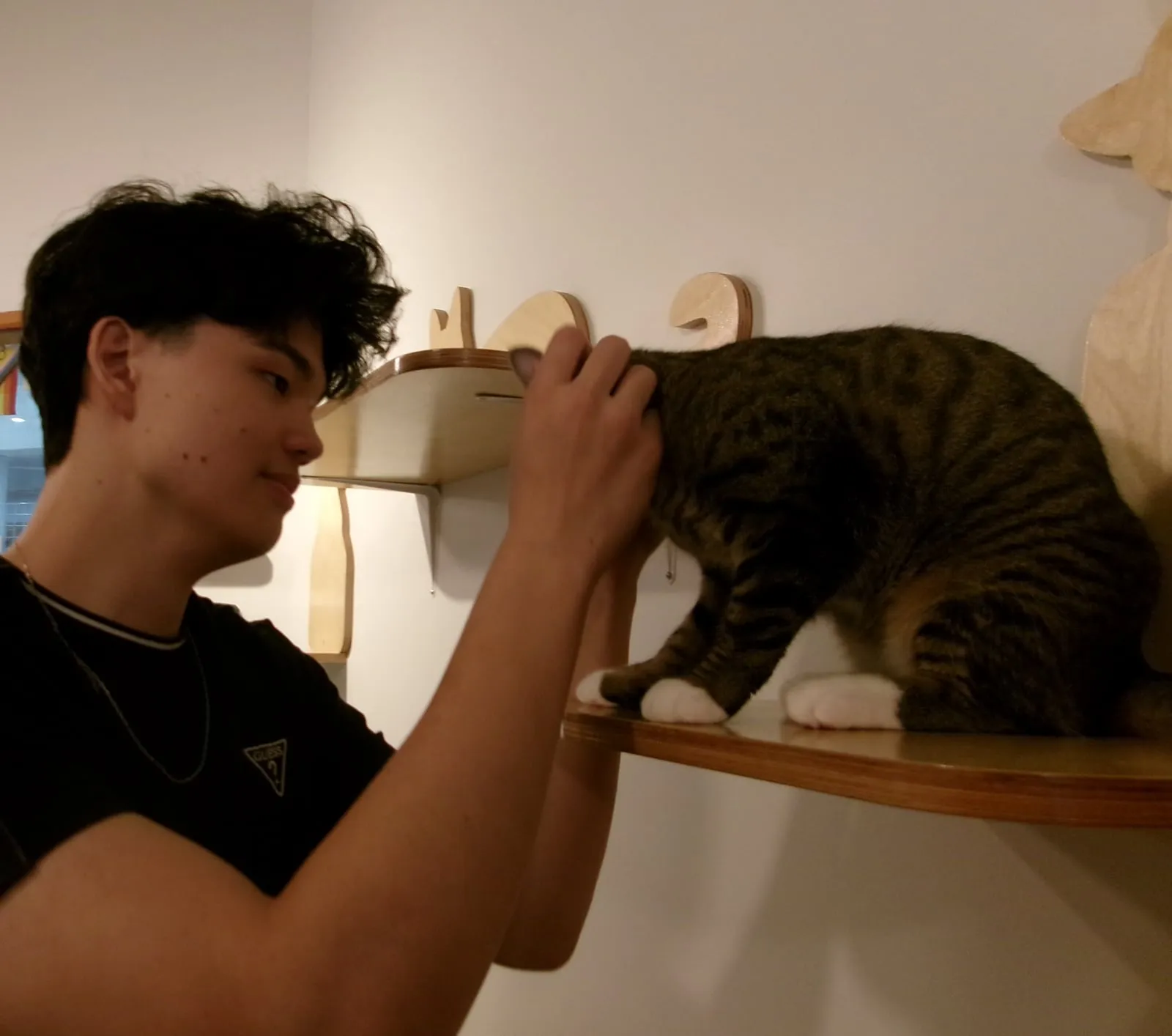 jaden scratching a tabby cat's head as it leans in on a wooden shelf
